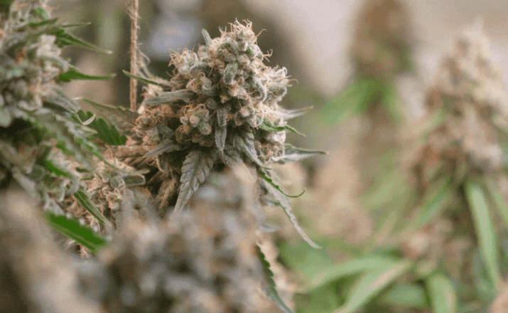 Cannabis industry stats resource