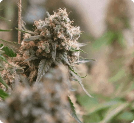 Cannabis industry stats hero